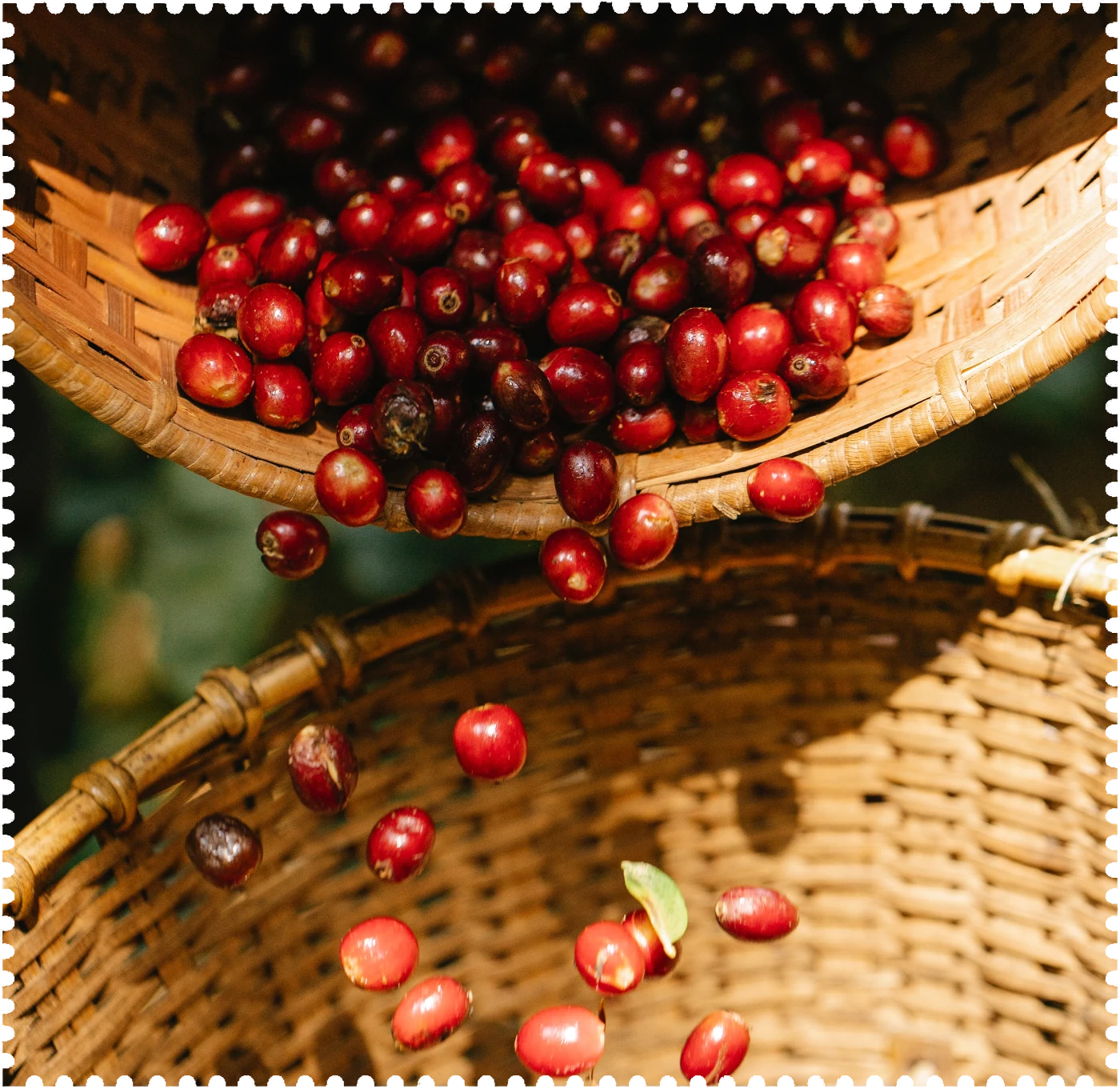 Cascara LACASCARA Kaffeekirschen Aperitivo Aperitif