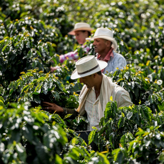 Cascara Kaffeekirschen Kaffeefarmer Bauern pflücken für LACASCARA Aperitivo