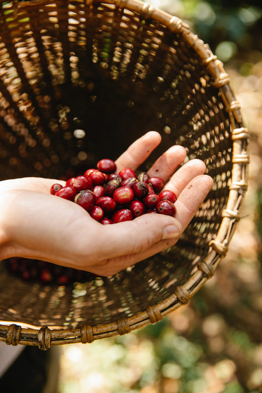 Was ist Cascara? Über Cascara, Tee und ihre Verwendung im Aperitivo